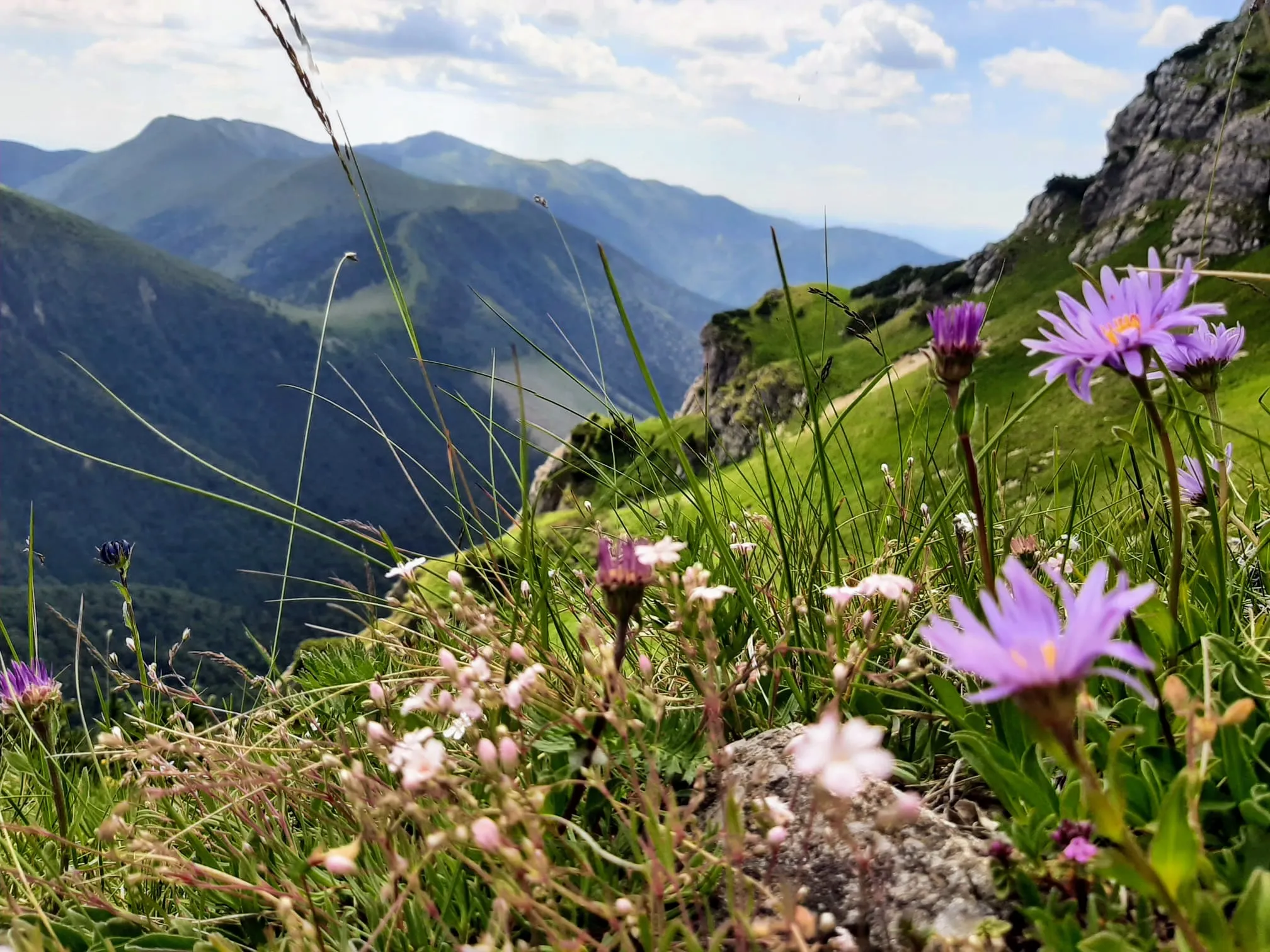 Blooming mountain flowers on the Malá Fatra ridge with a view of green hills on a sunny summer day